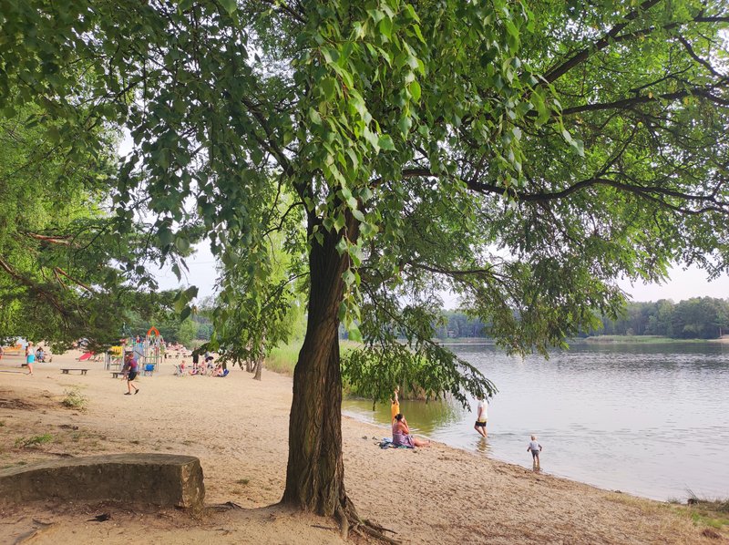 drzewo, w tle jezioro